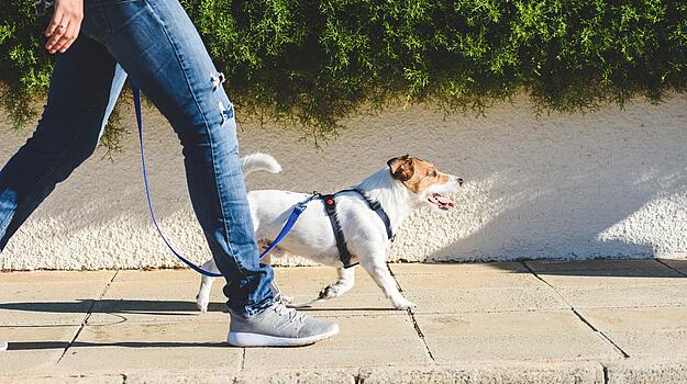 Hund by alexei_tm (iStock)