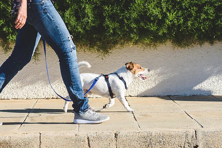 Hund by alexei_tm (iStock)